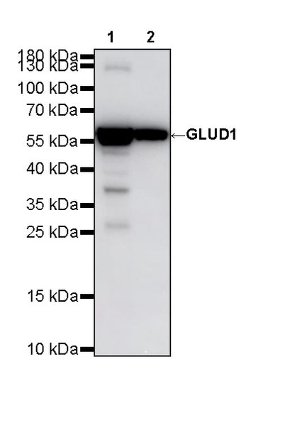 GLUD1 Mouse mAb