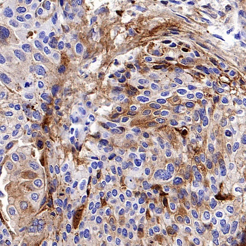 CD138 Recombinant Rabbit mAb (S-417-199)
