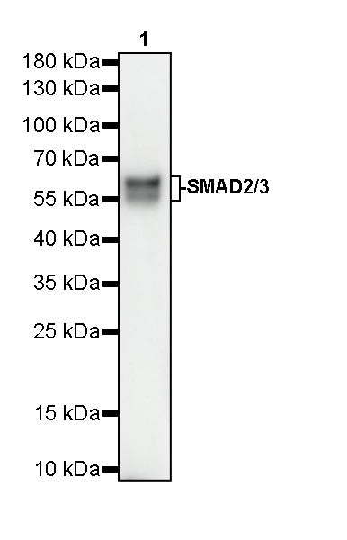 SMAD2/3 Recombinant Rabbit mAb (S-5467)
