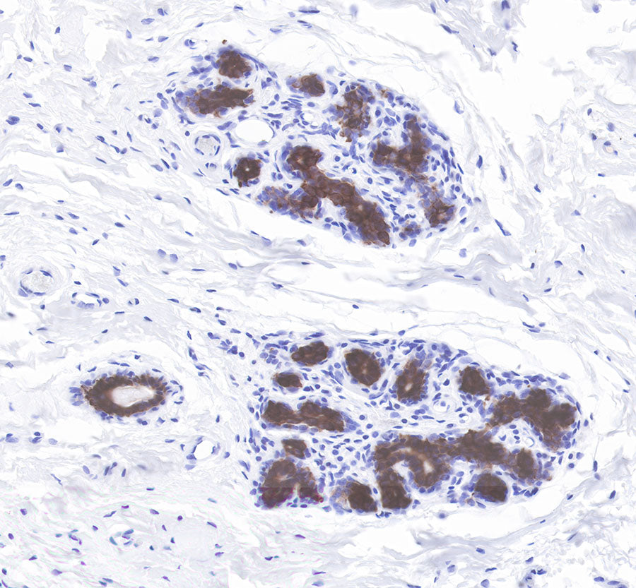 S-RMab® Cytokeratin 7 Recombinant Rabbit  mAb,PBS Only (SDT-121-17)