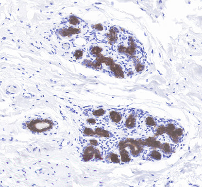 S-RMab® Cytokeratin 7 Recombinant Rabbit  mAb,PBS Only (SDT-121-17)