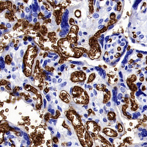 Glycophorin A Recombinant Rabbit mAb (SDT-3349)