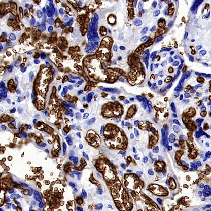 Glycophorin A Recombinant Rabbit mAb (SDT-3349)