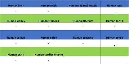 SOX17 Recombinant Rabbit mAb (SDT-1803-48)
