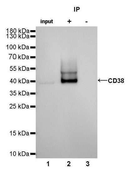 CD38 Recombinant Rabbit mAb(SDT-031-45)