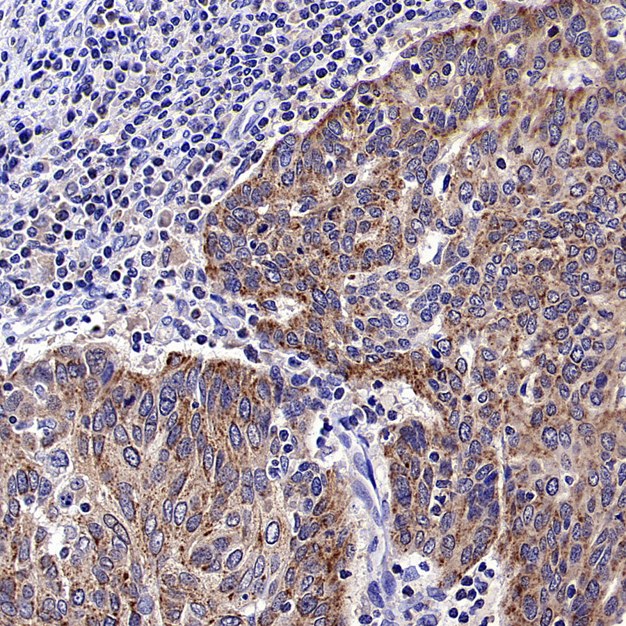 CHCHD2 Recombinant Rabbit mAb (S-4107-30)