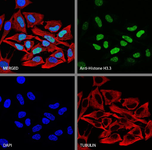 Histone H3.3 Recombinant Rabbit mAb (S-3883)
