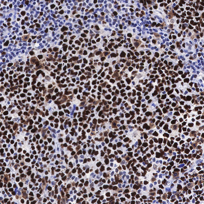 S-RMab® MCM2 Recombinant Rabbit mAb (SDT-018-68)
