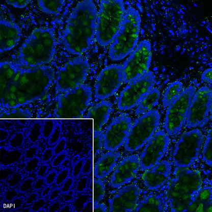 MUC2 Recombinant Rabbit mAb (SDT-345-9)