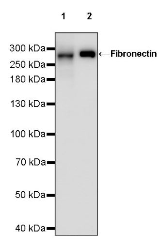 Fibronectin Recombinant Rabbit mAb (S-1475-79)
