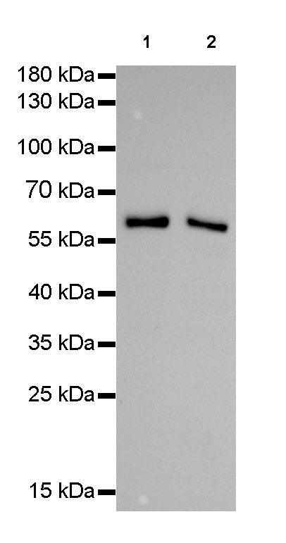 HSP60 Recombinant Rabbit mAb (SDT-076-6)