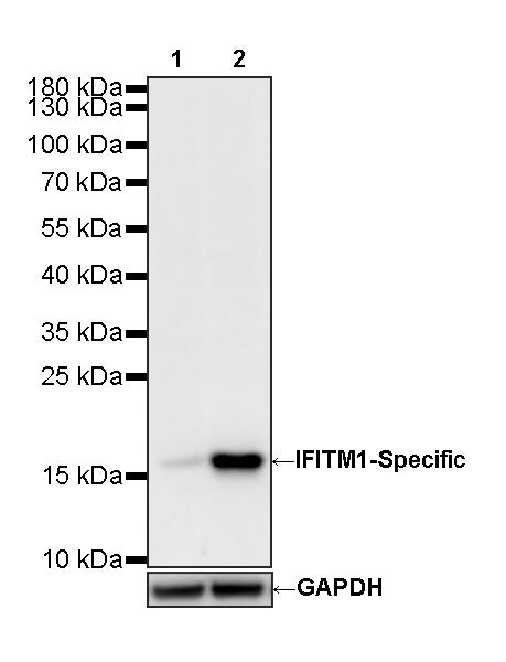 IFITM1-Specific Mouse mAb