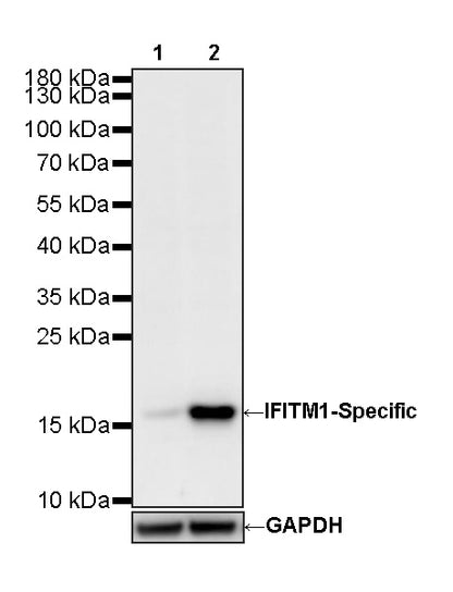 IFITM1-Specific Mouse mAb