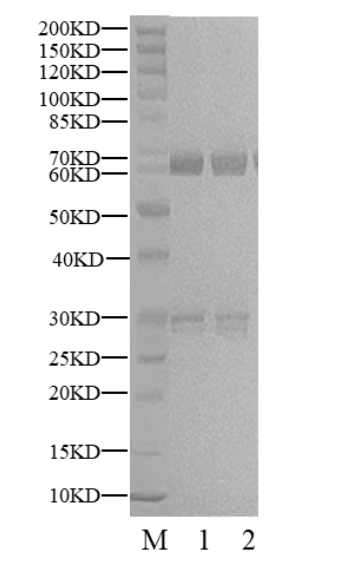 CDK9/Cyclin T1 Protein