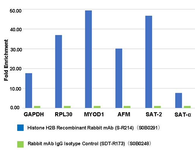 Histone H2B Recombinant Rabbit mAb (S-R214)