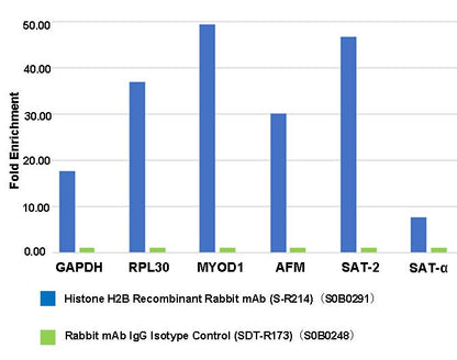 Histone H2B Recombinant Rabbit mAb (S-R214)