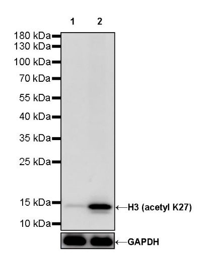 Histone H3 (acetyl K27) Rabbit pAb