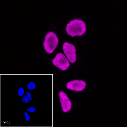 Histone H3 Recombinant Rabbit mAb (Alexa Fluor® 647 Conjugate) (S-266-44)