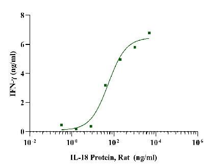 IL-18 Protein, Rat