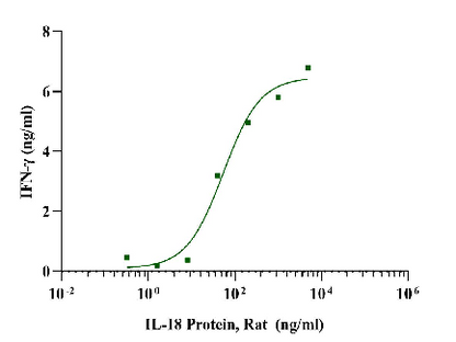 IL-18 Protein, Rat