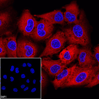 FASN Recombinant Rabbit mAb (Alexa Fluor® 555 Conjugate) (S-682-32)