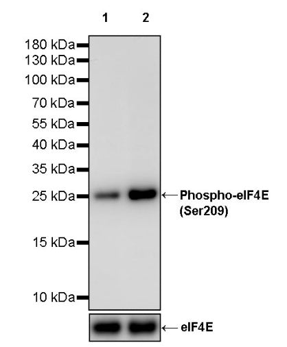 Phospho-eIF4E (Ser209) Recombinant Rabbit mAb (S-2652-195)