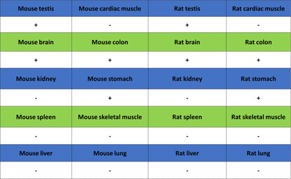 PGP9.5 Recombinant Mouse mAb (S-6071)