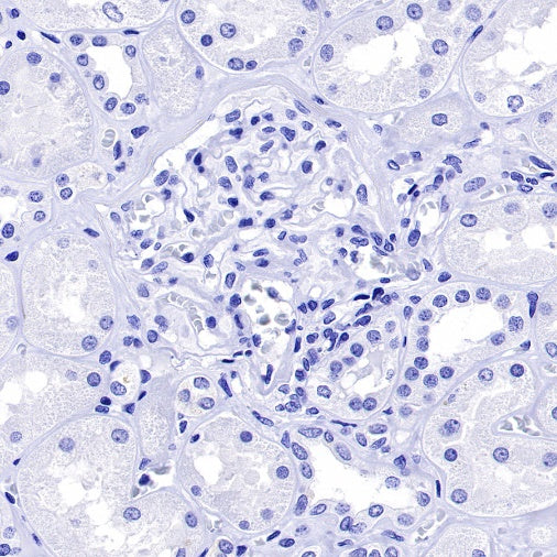 Mouse mAb IgG2a, κ Isotype Control (S-844-17)