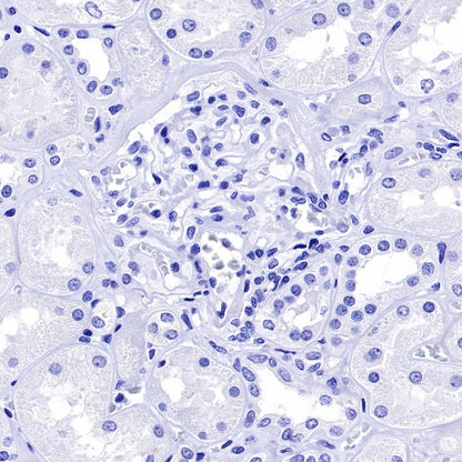 Mouse mAb IgG2a, κ Isotype Control (S-844-17)