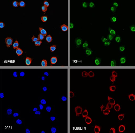 TCF-4 Recombinant Rabbit mAb (SDT-2549-4)