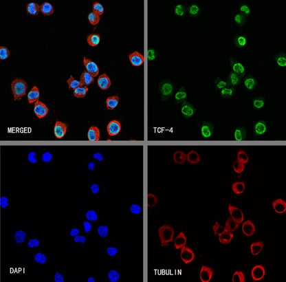 TCF-4 Recombinant Rabbit mAb (SDT-2549-4)
