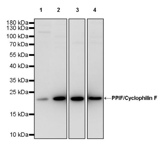 PPIF/Cyclophilin F Recombinant Rabbit mAb (S-2043-61)