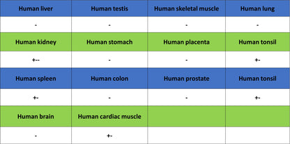 IFIT2 Recombinant Rabbit mAb (S-6029)