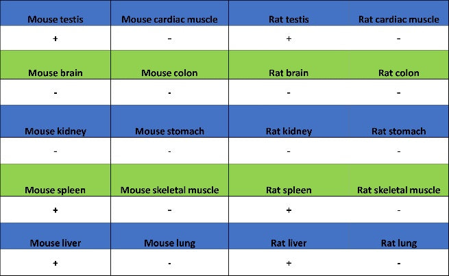 TACC3 Recombinant Rabbit mAb (S-3048-50)