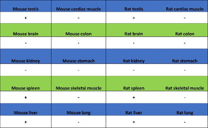 TACC3 Recombinant Rabbit mAb (S-3048-50)