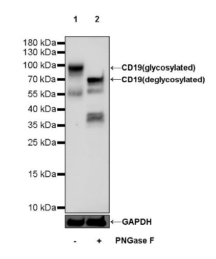 CD19 Mouse mAb (S-1039-46)