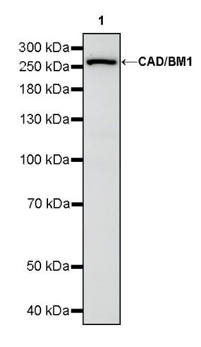 CAD/BM1 Recombinant Rabbit mAb (S-1650-72)