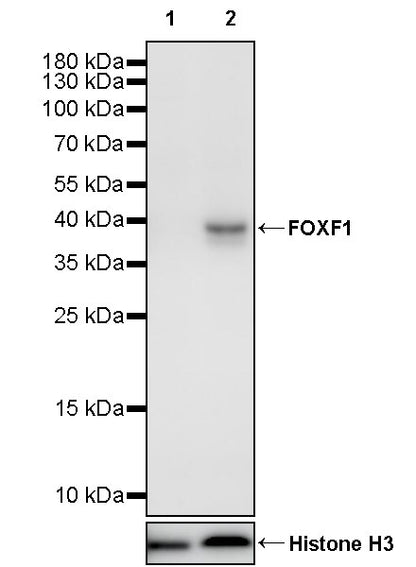 FOXF1 Recombinant Rabbit mAb (S-2808-1)