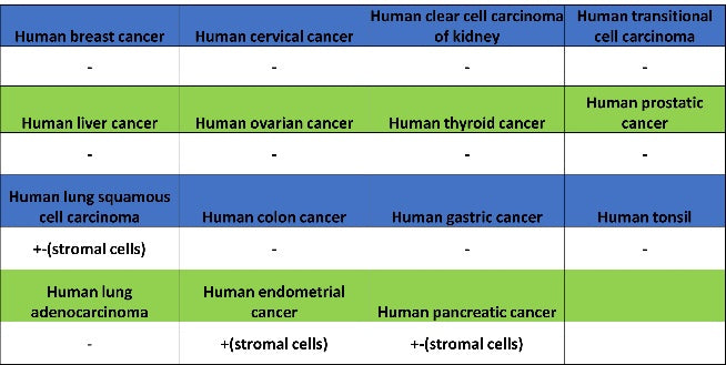 TGF beta 1 Recombinant Rabbit mAb (S-3204)