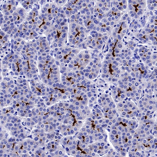 MRP2 Recombinant Rabbit mAb (S-2316-41)