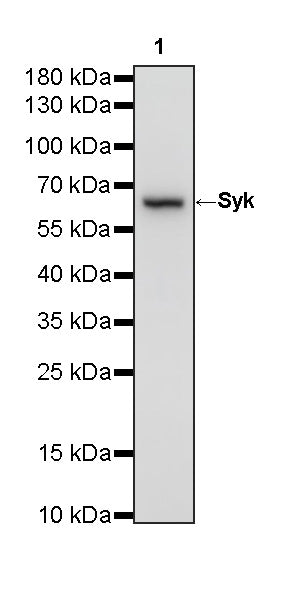 Syk Recombinant Rabbit mAb (S-4400-11)