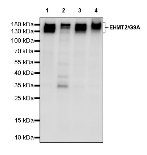 EHMT2/G9A Recombinant Rabbit mAb (S-4200)