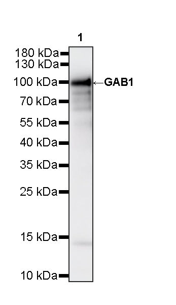 GAB1 Recombinant Rabbit mAb (S-3907-33)