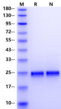 FGF-9 Protein, Mouse