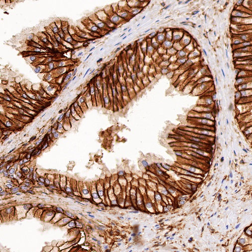 CD44 Mouse mAb (SDT-630-174)