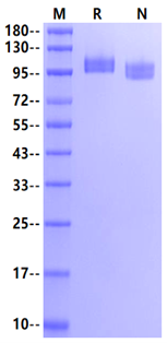 Siglec-2/CD22 His Tag Protein, Human