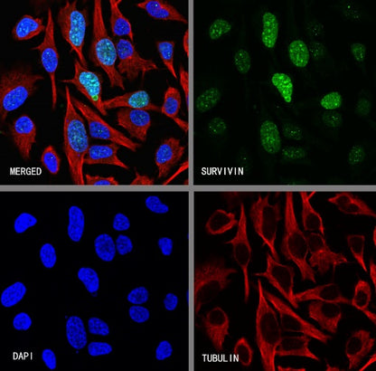 Survivin Recombinant Rabbit mAb (S-2334-26)