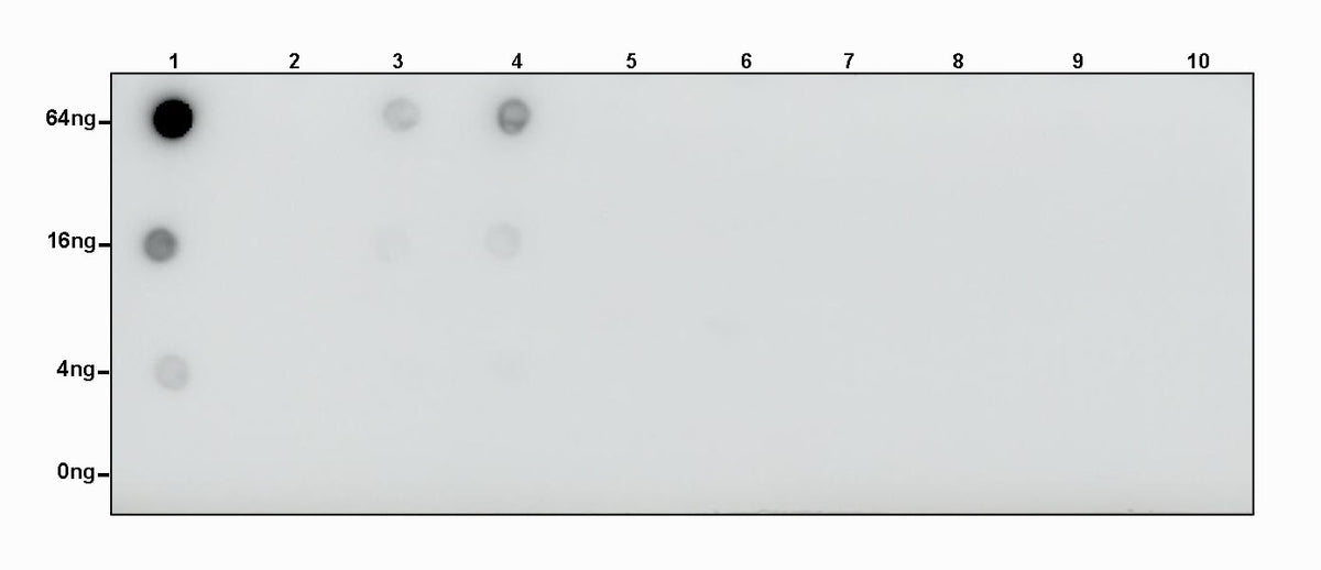 L-Lactyl Lysine Rabbit mAb