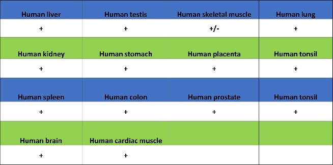 PABP Recombinant Rabbit mAb (S-1744-42)