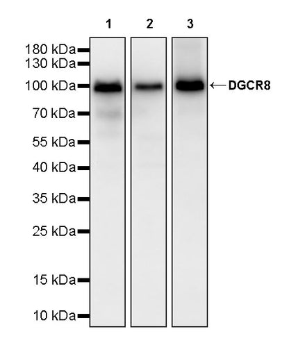 DGCR8 Recombinant Rabbit mAb (S-4082-6)